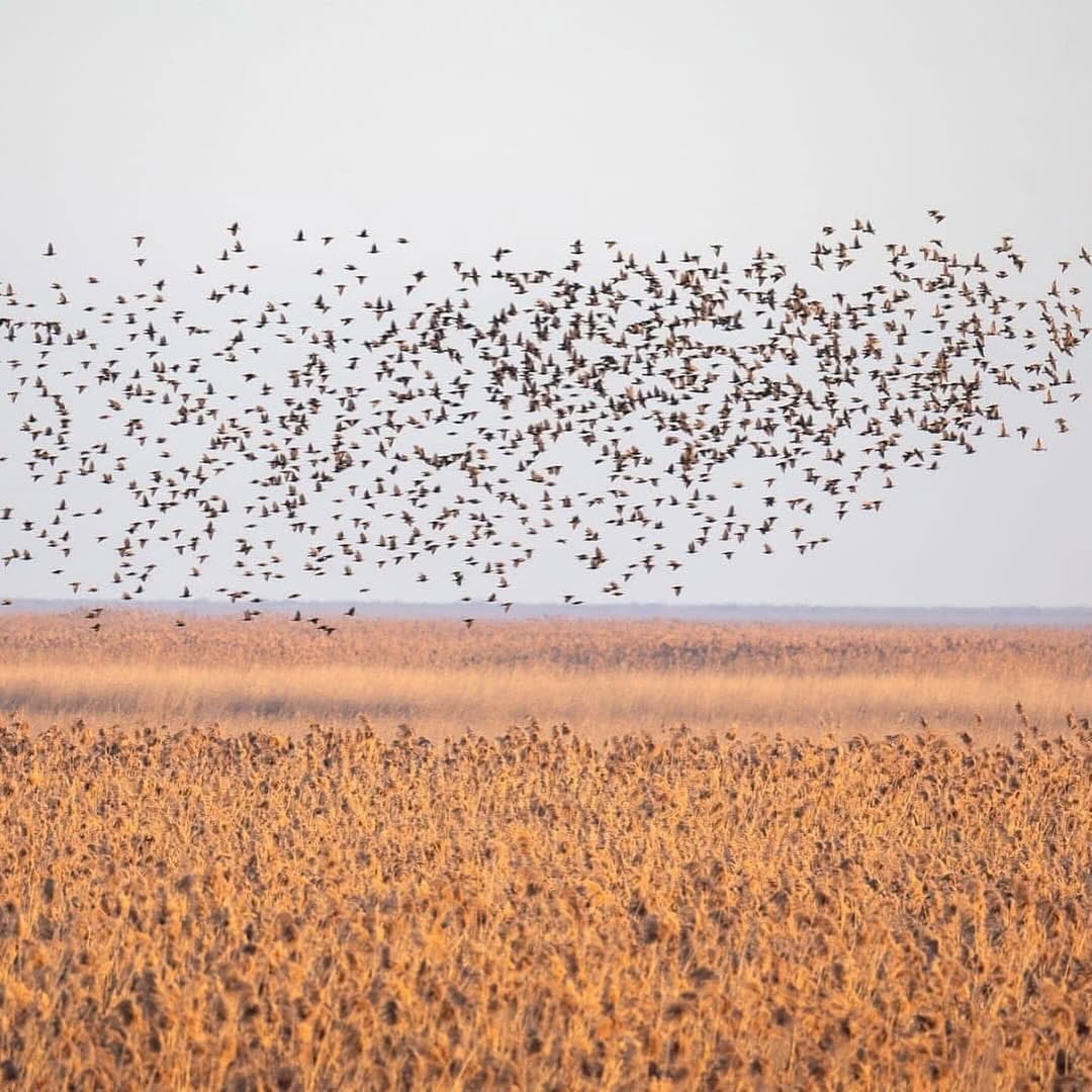 Şirvan Milli Parkından maraqlı görüntülər (FOTO)